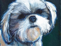 Lulu (Lhasa Apso), 5"x5"