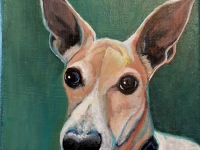 Brasky (Jack Russell Terrier Mix), 5"x5"