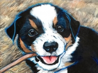 William Snickerdoodle (Australian Shepherd Mix), 16x12