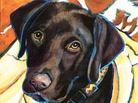 Scrappy (Labrador Retriever), 8x8