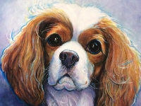 Hollywood 2 (King Charles Cavalier), 8x8