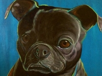 Archie (Pug/Boston Terrier), 36x36