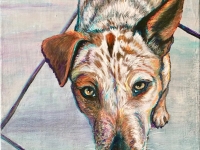 Luna (Australian Cattle Dog), 12"x9