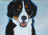 Bella (Bernese Mountain Dog), 14x11