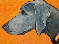 Danube (Weimaraner), 8x8