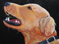 Dash (Golden Retriever), 12x12