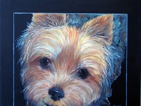 Diva (Yorkshire Terrier), 12x12