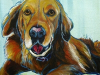 Bogart (Golden Retriever), 8x8