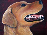 Hanna (Golden Retriever), 12x12