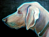 Arrow (Weimaraner), 11x14