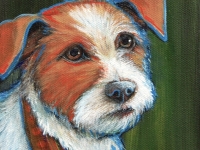 Jack (Jack Russell Terrier), 5x5