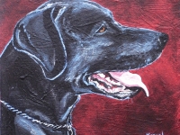 Malone (Black Labrador Retriever), 8x8