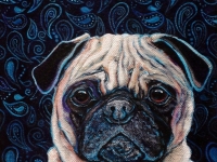 Paisley (Pug), 8x8