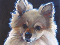 Rocco (Pomeranian), 20x16