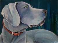 Swift (Weimaraner), 11x14