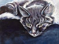 Tom Cat (Maine Coon), 8x8
