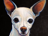 Zeus (Chihuahua), 18x18